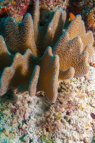Colorido paisaje oceánico con corales de cuero en las Maldivas — Foto de Stock