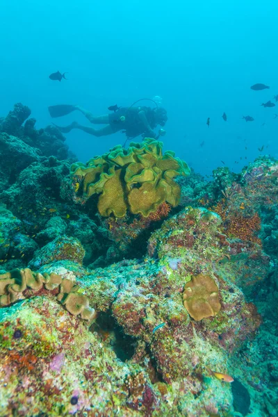 A diver swimming over a coral ledge in the ocean, Maldives — Stock fotografie