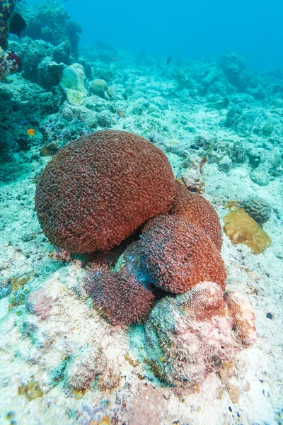 Kolorowy ocean krajobraz z lstone korale w Malediwy — Zdjęcie stockowe