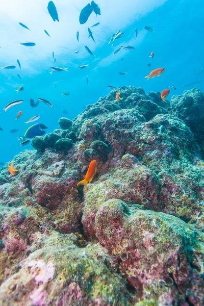 Красочный морской пейзаж с льняными кораллами на Мальдивах — стоковое фото