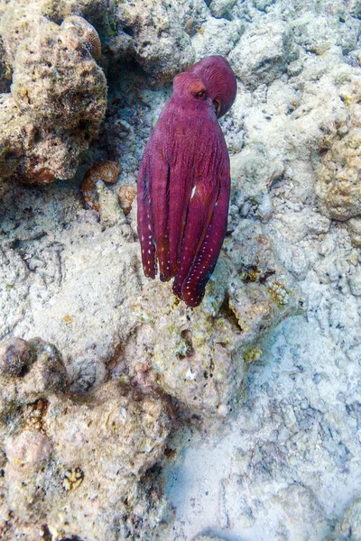 Pieuvre rouge vivante assise sur un récif corallien, Maldives — Photo