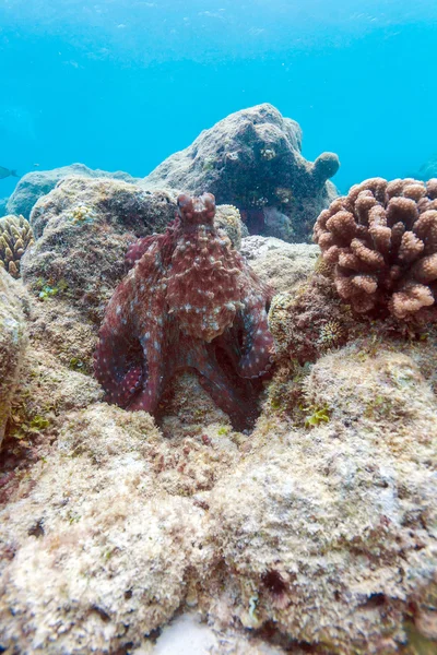 Alive red octopus sitting on coral reef, Maldives — Stock Photo, Image