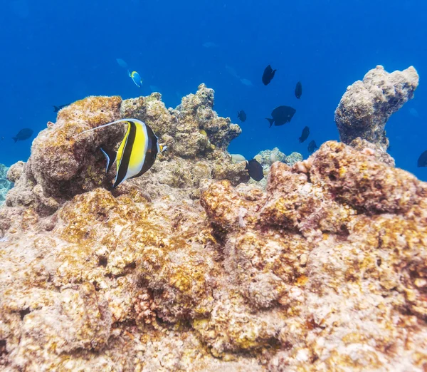 Moorish idol fish in shallow water, Maldives — Stock Photo, Image