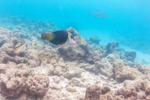 Pół i pół wrasse (Hemigymnus melapterus)), Malediwy — Zdjęcie stockowe