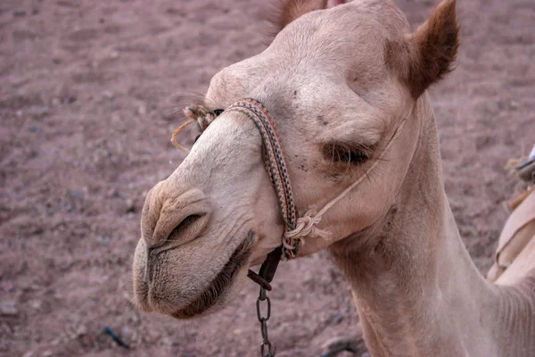 可爱阿拉伯骆驼头，埃及沙姆沙伊赫， — 图库照片