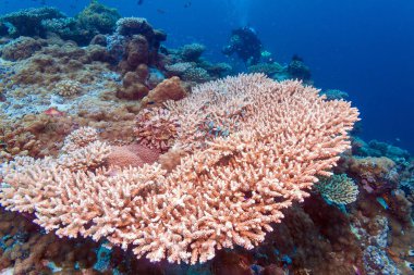 Balıklar yüzlerce sualtı manzara 