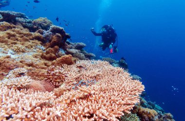 Balıklar yüzlerce sualtı manzara 