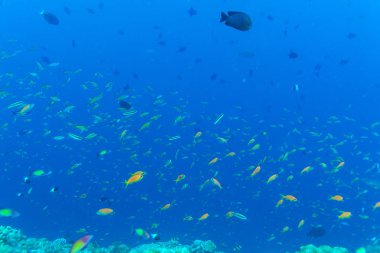 Okyanus mavisi arka planda çok sayıda farklı renkli balıklar