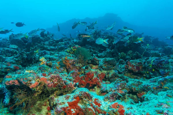 Colorido paisaje del arrecife de coral tropical —  Fotos de Stock