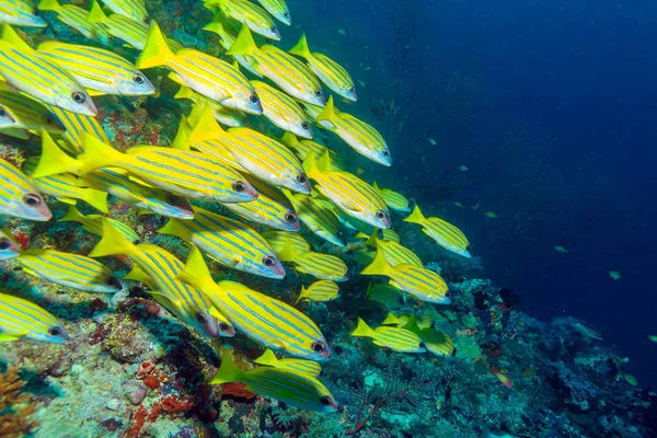 School van geel Fishes, Maldiven — Stockfoto