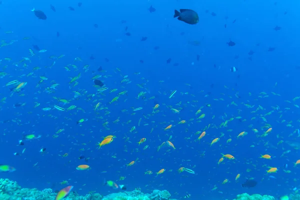 Muchos peces de colores diferentes en el fondo azul océano — Foto de Stock