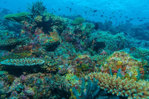 Colorido paisaje del arrecife de coral tropical — Foto de Stock