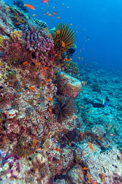 Diep Water koraalrif — Stockfoto