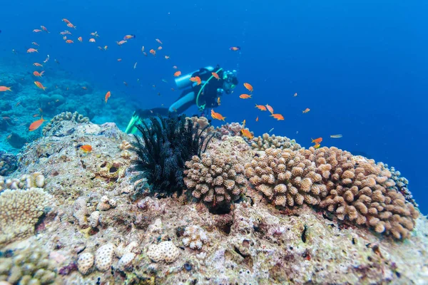 Escuela de Peces cerca de Coral Reef, Maldivas — Foto de Stock