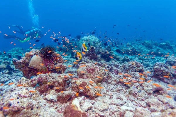 Coppia di Banner Pesci vicino Corallo, Maldive — Foto Stock