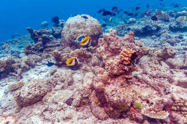 Pair of Banner Fishes near Coral, Maldives — Stock Photo, Image