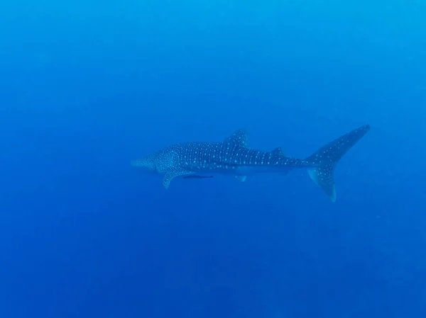 Tubarão-baleia (Rhincodon typus), Maldivas — Fotografia de Stock