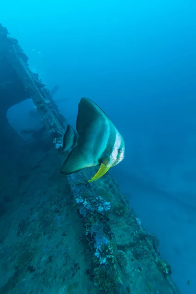 Big Bat Fish and shipwreck — Stock Photo, Image