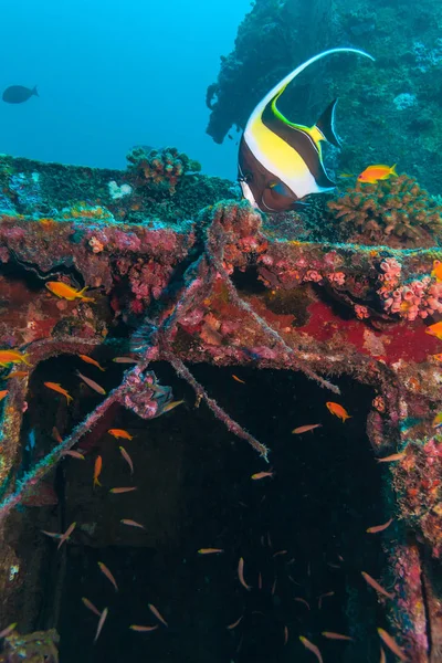 難破船近く黄色い魚 — ストック写真