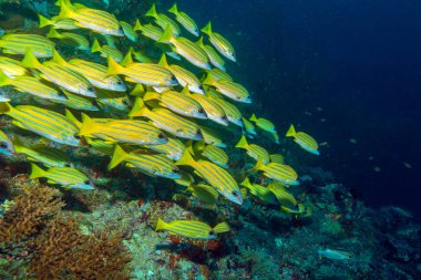 Sarı okul balıklar, Maldivler