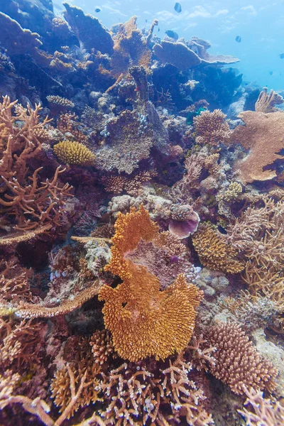 Színes trópusi korallzátonyok táj — Stock Fotó