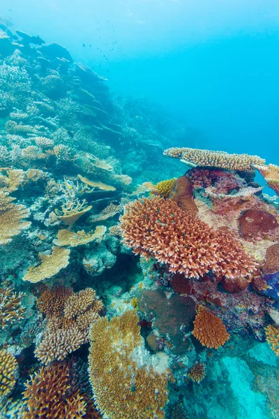 Colorful Tropical Coral Reef Landscape — Stock Photo, Image