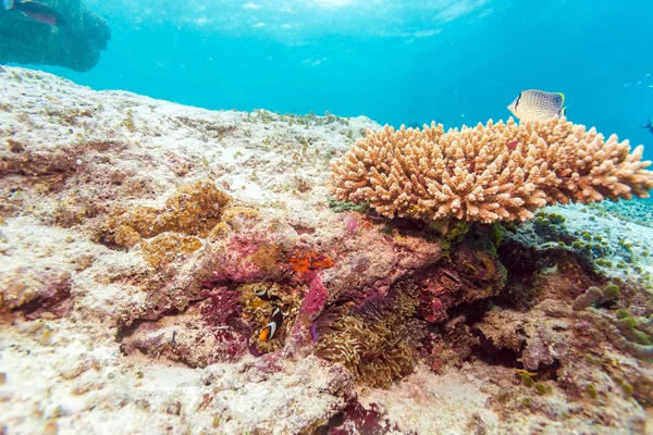 얕은 물 산호초 — 스톡 사진