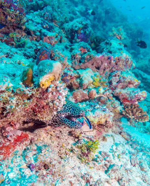 Moray węgorzy w tropikalnej rafy koralowej, Malediwy — Zdjęcie stockowe