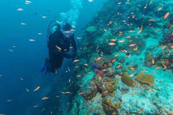 Paysage sous-marin avec des centaines de poissons — Photo