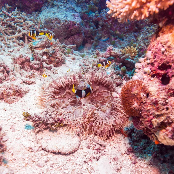 Желтохвостая рыба-клоун с анемоном — стоковое фото