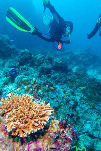 魚の何百もの水中風景 — ストック写真