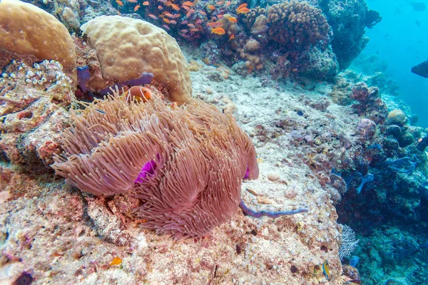 Klaun ryb kostnoszkieletowych z morskiego anemonu — Zdjęcie stockowe