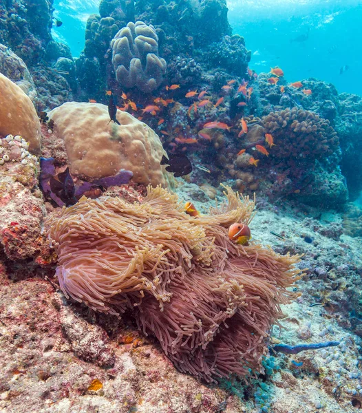 Peces payaso de cola amarilla con anémona marina — Foto de Stock