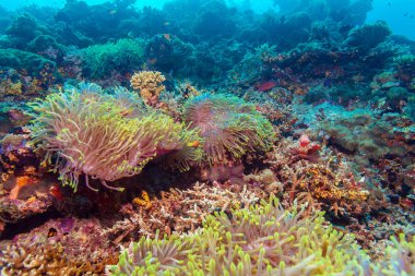 Palyaço balık Anemone yakınındaki