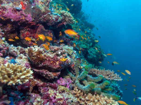 Escola de Peixes perto de Coral Reef, Maldivas — Fotografia de Stock