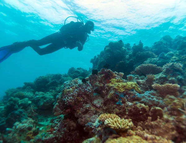 海の底の近くのスキューバダイバーのシルエット — Stock fotografie