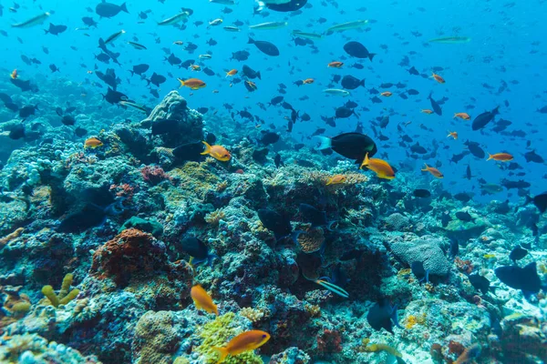 Muchos peces de colores diferentes en el fondo azul océano — Foto de Stock