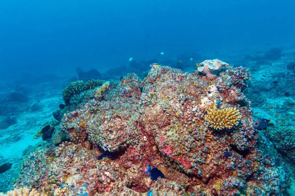 Красочный тропический коралловый риф — стоковое фото