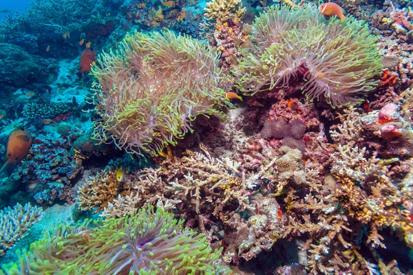 Clown Fish near Anemone — Stock Photo, Image