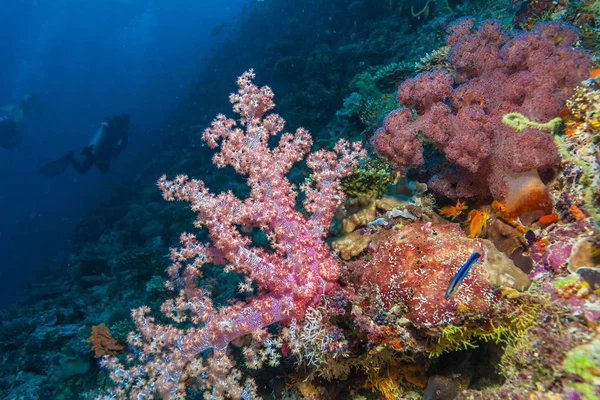 Gorgonií červené měkké korály — Stock fotografie