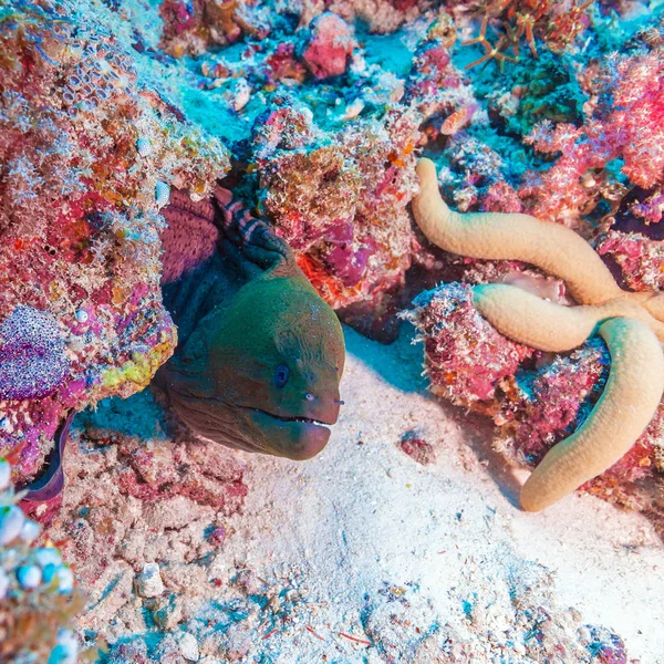 Anguilla murena nella barriera corallina tropicale, Maldive — Foto Stock