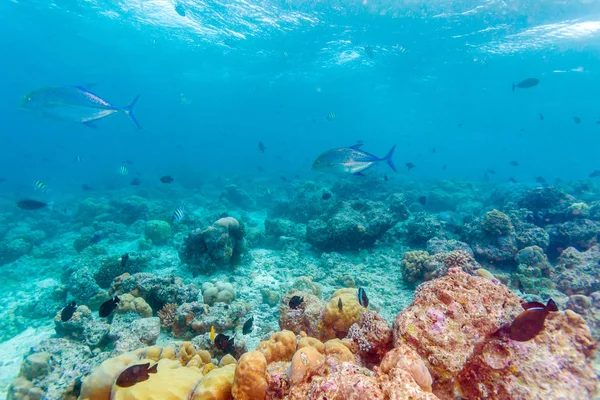 海の底の近くのシマアジ魚 — ストック写真