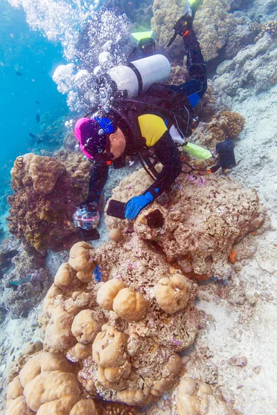 Mořské mušle a scuba diver, Maledivy — Stock fotografie