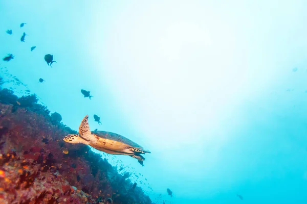 Черепаха зеленого моря возле Кораллового рифа, Мальдивы — стоковое фото