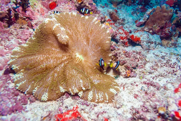 Par av Clown fiskar nära Anemone — Stockfoto