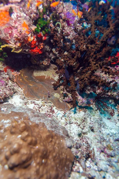 Crustáceo decápodo semelhante ao camarão (stenopus hispidus), Maldivas — Fotografia de Stock