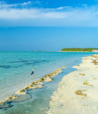 Vahşi gri balıkçıl ve plaj, Maldivler