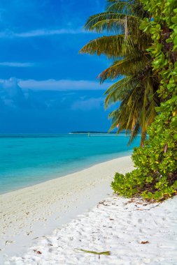 Maldivler, kum sahil boyunca eğilerek palmiye ağaçları