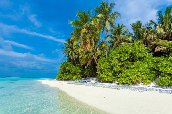 Palmeras inclinadas sobre la playa de arena, Maldivas — Foto de Stock