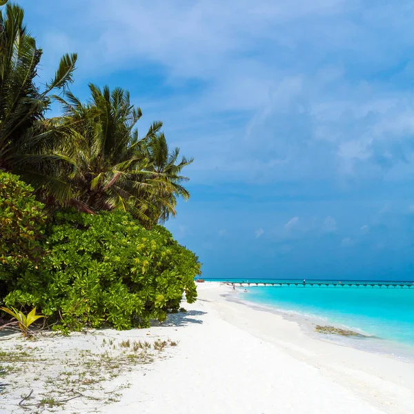 Palmeiras inclinadas sobre a praia de areia, Maldivas — Fotografia de Stock